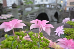 カマキリと紫陽花