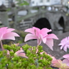 カマキリと紫陽花