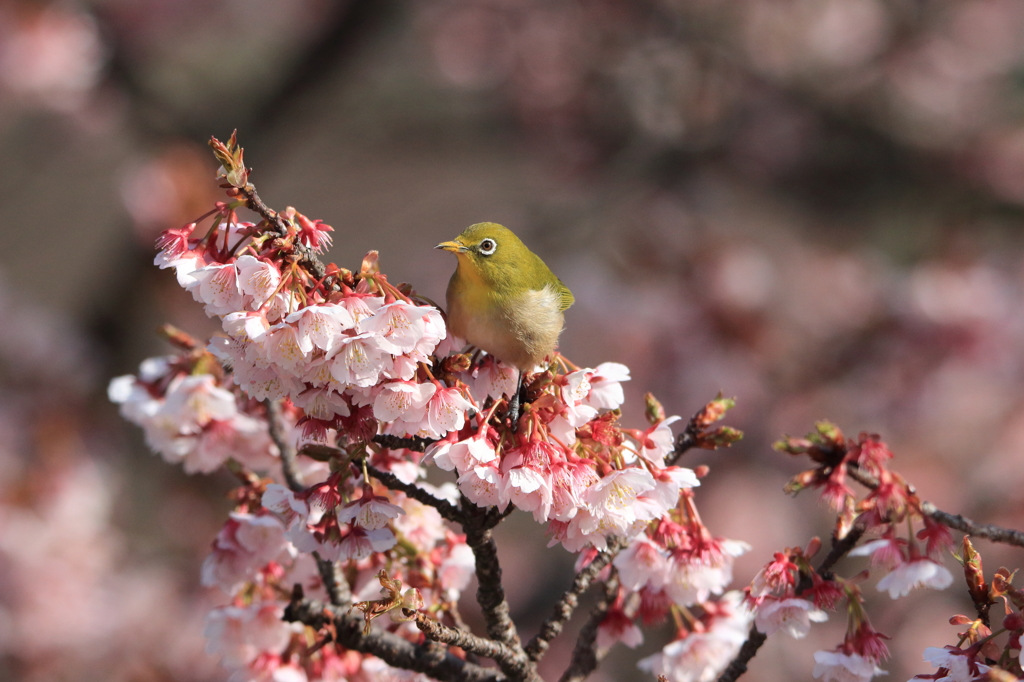 満開の寒桜とメジロ　Ⅱ