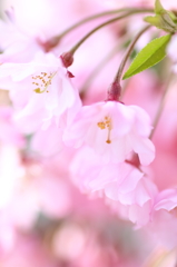 春～枝垂れ桜Ⅱ