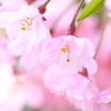 春～枝垂れ桜Ⅱ