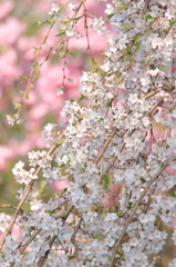 枝垂れ桜