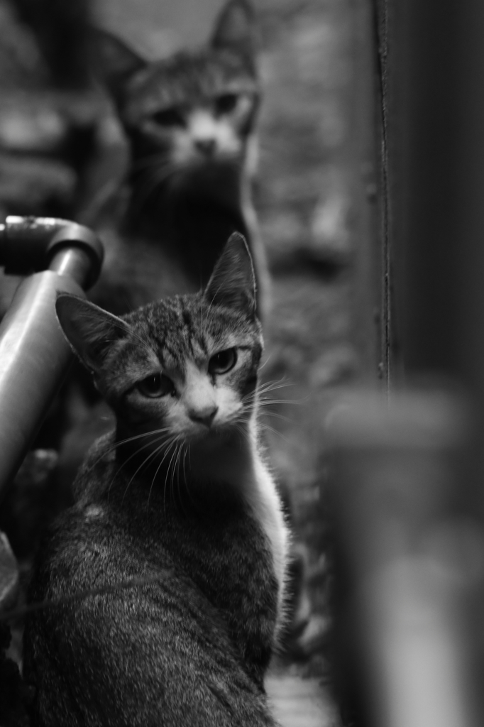 路地裏の少猫