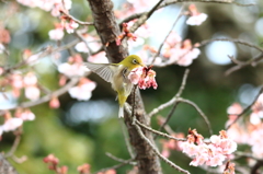 早春の桜