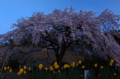 月夜の」枝垂れ桜