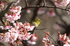 満開の寒桜とメジロ　Ⅰ