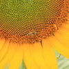 夏～ひまわりとミツバチ　Ⅱ
