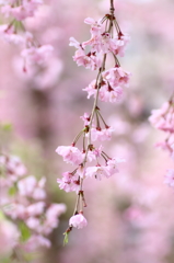 春～枝垂れ桜