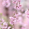 春～枝垂れ桜