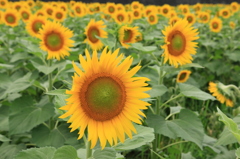 夏満開