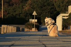 お父さん、朝の散歩