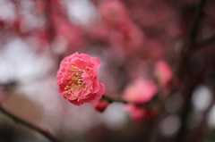 梅咲く