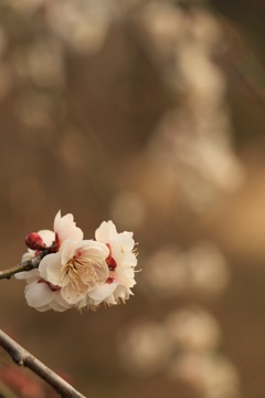 梅の季節