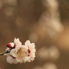 梅の季節