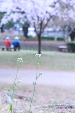 寄り添い