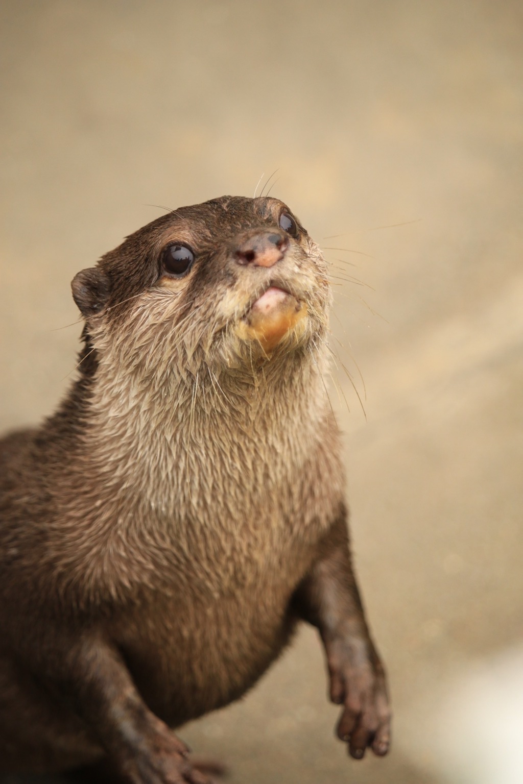 おねだりカワウソ
