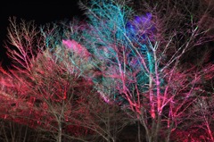 魂宿る木々