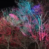 魂宿る木々