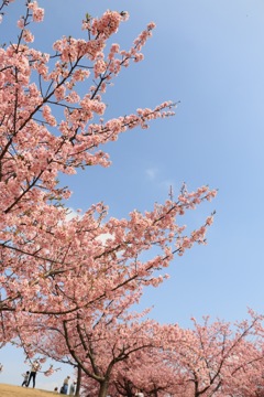 満開河津桜