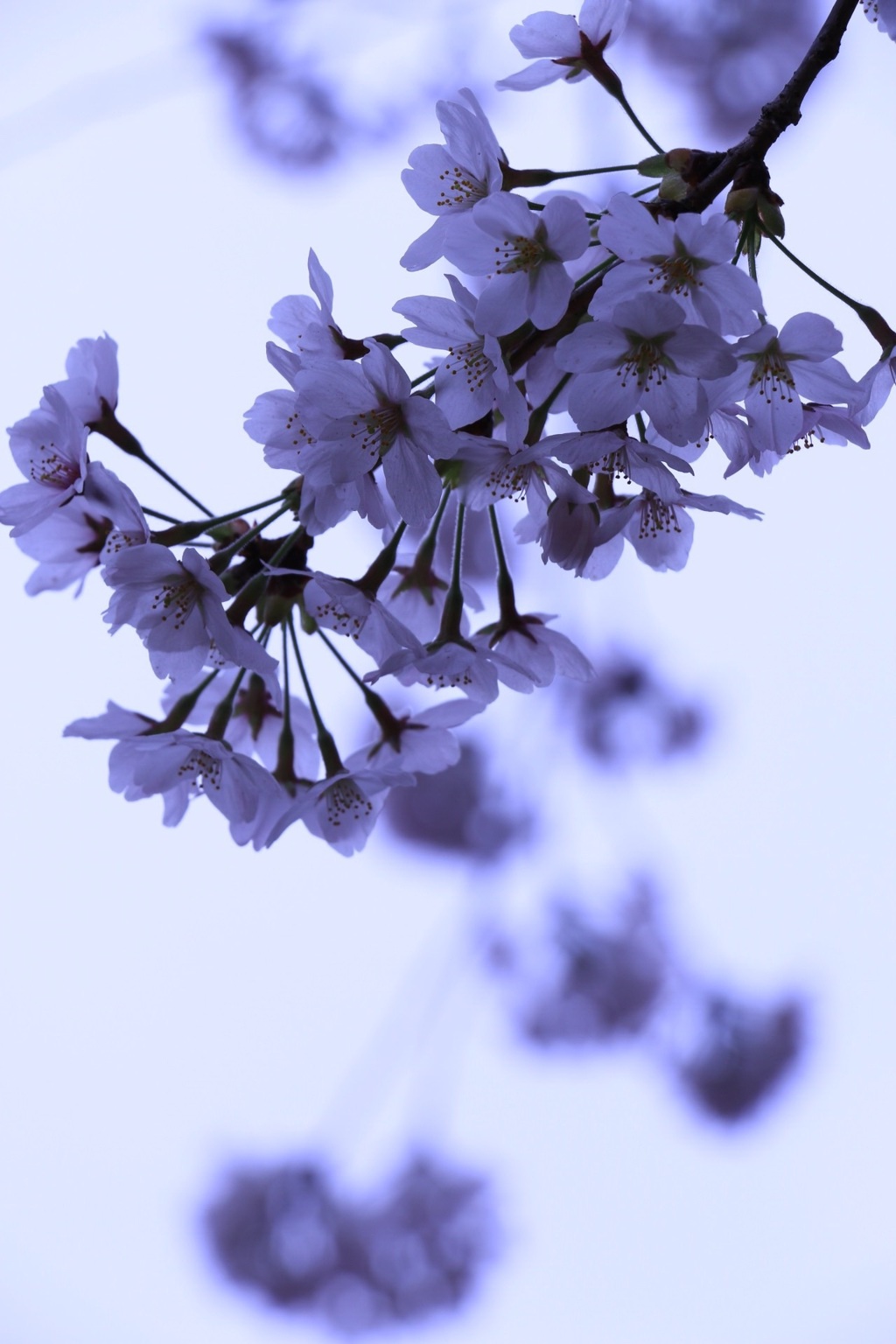 凛と花開く