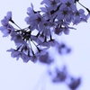 凛と花開く