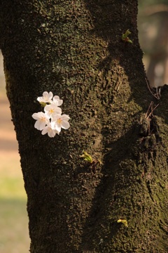 離れ小花