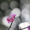 梅の開花