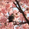 春風に吹かれながら
