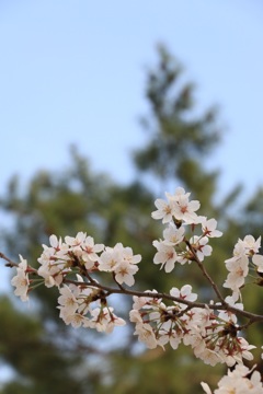 春の空