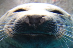 むにゅ〜