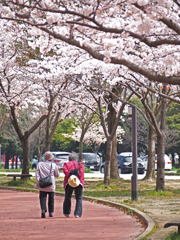 桜道