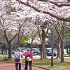 桜道