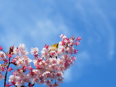 目白、梅花の船