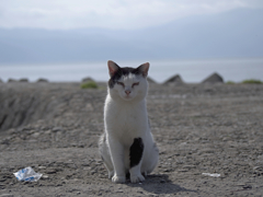 海辺の猫