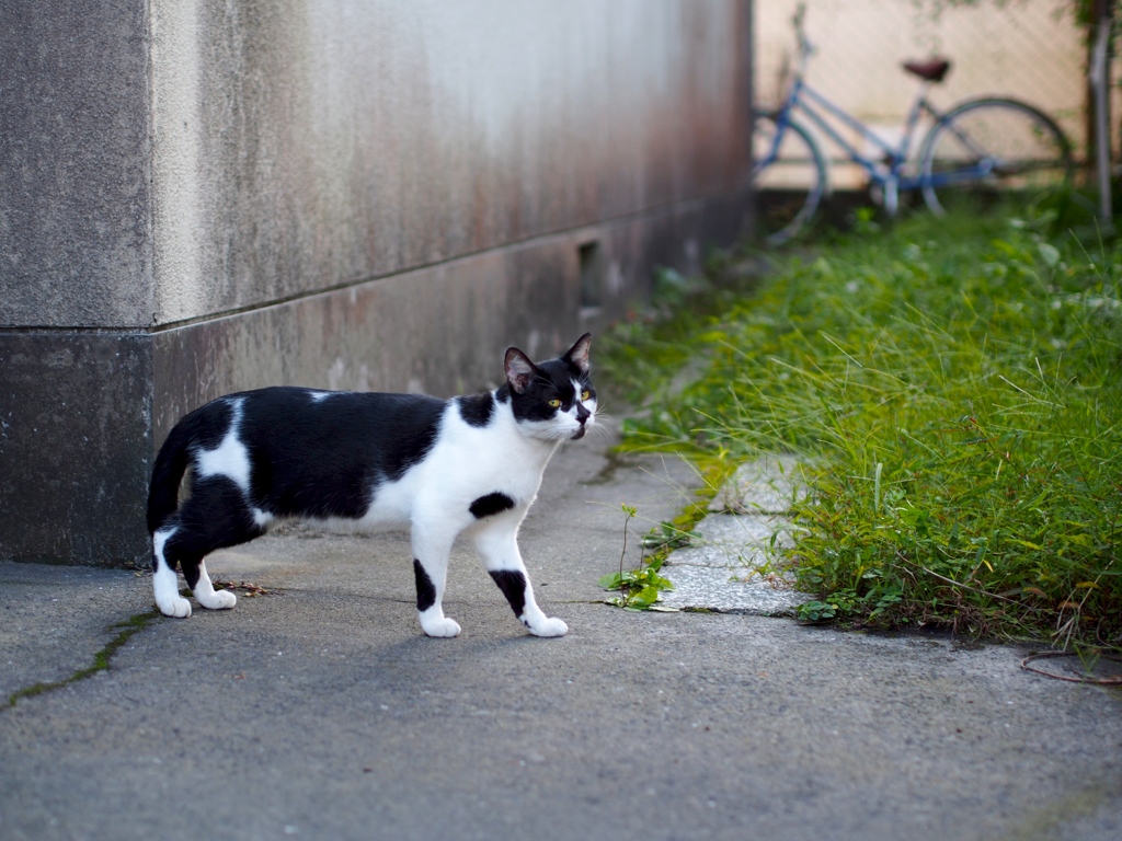 にゃによ