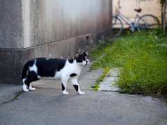にゃによ