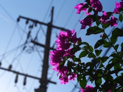 秋晴れの空