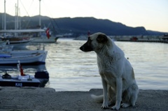 犬