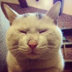 uncle cat