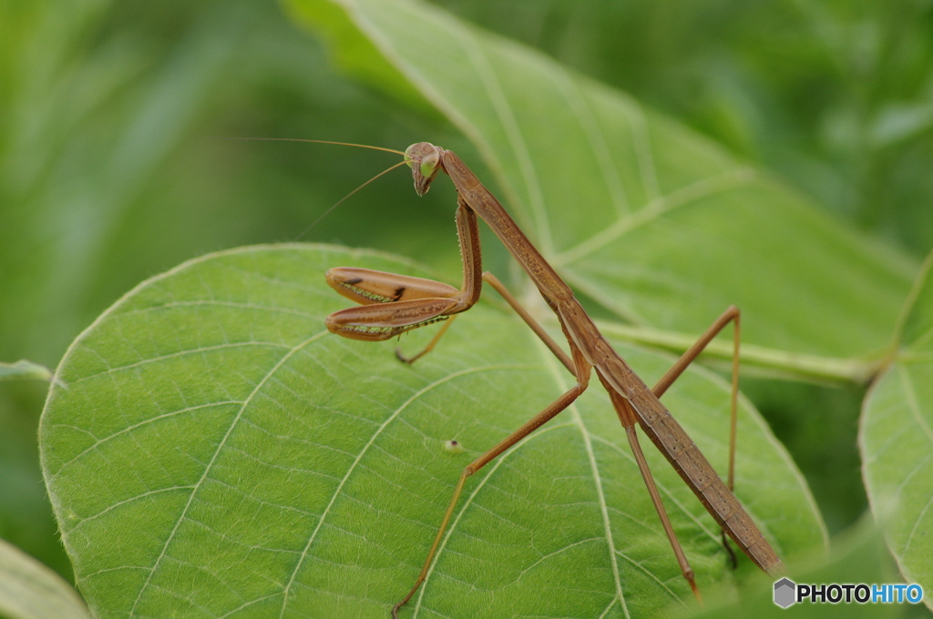 カマキリ