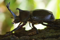 カブトムシ発見2