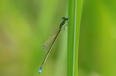 IMGP7823