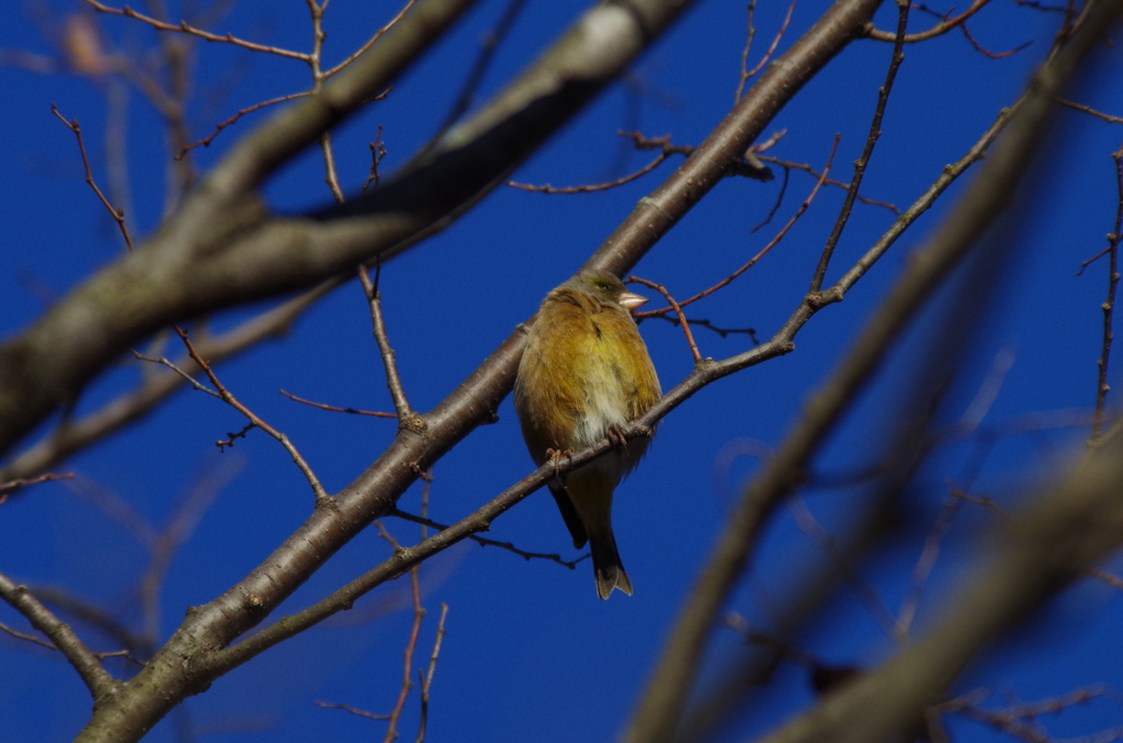 アオジの幼鳥？