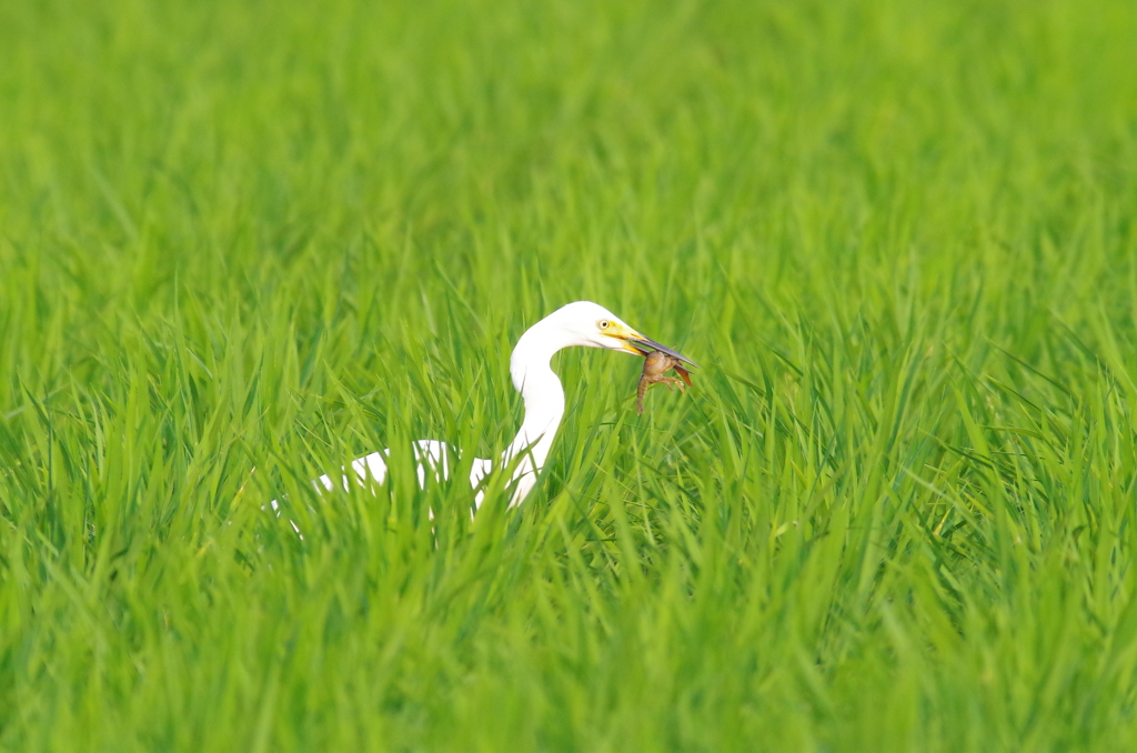 ザリガニだって食べちゃうよ