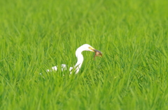 ザリガニだって食べちゃうよ