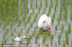 田んぼに白鳥1