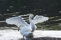 白鳥兄弟