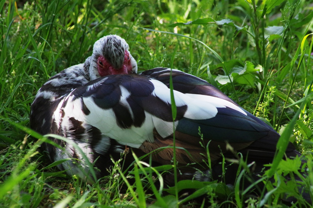 七面鳥？