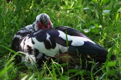 七面鳥？