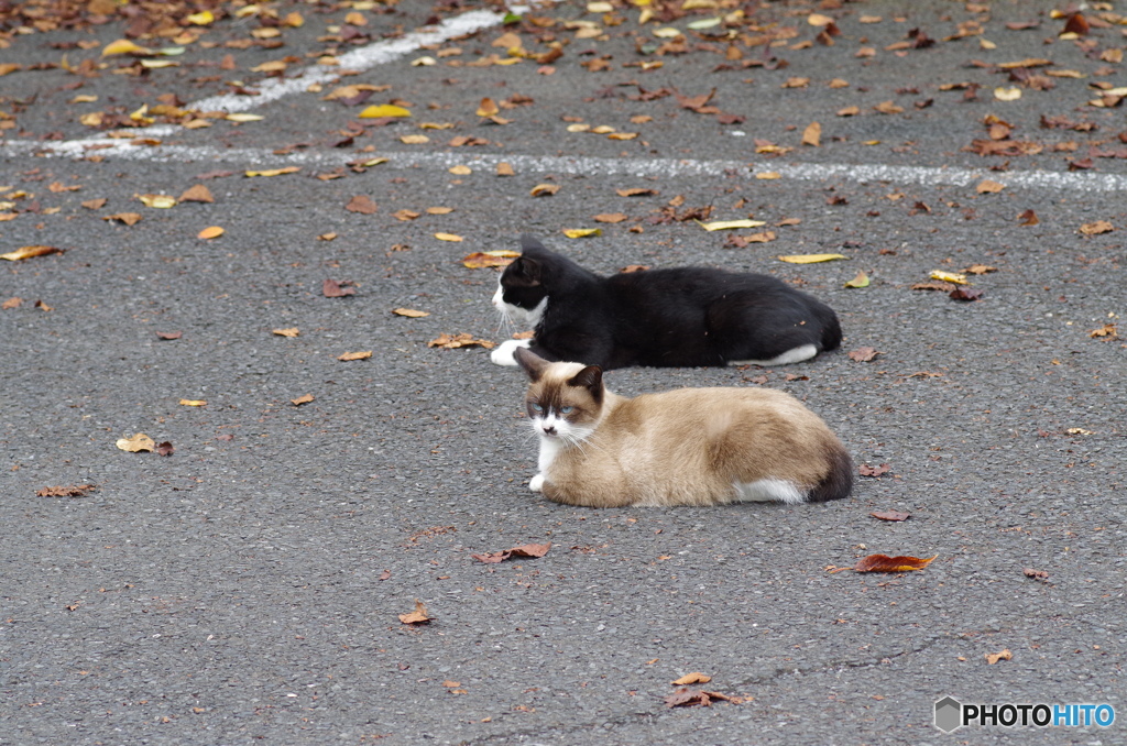 公園のニャンコたち